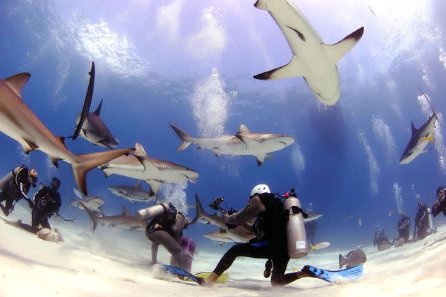 The diver suspected the sharks may have been drawing prey out of hiding in a nearby wreck. Source: Caters