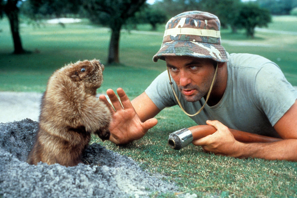 Bill Murray eye to eye with a groundhog in a scene from the film 'Caddyshack', 1980. (Photo by Orion Pictures/Getty Images)