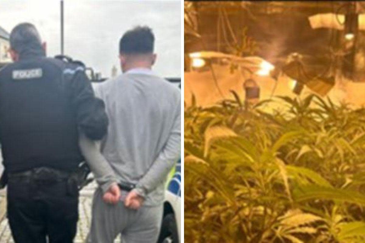 A man has been arrested after police uncovered a large cannabis grow at a Shotton Colliery address Credit: DURHAM CONSTABULARY <i>(Image: Durham Constabulary)</i>
