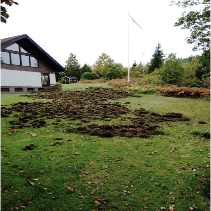 A destroyed lawn