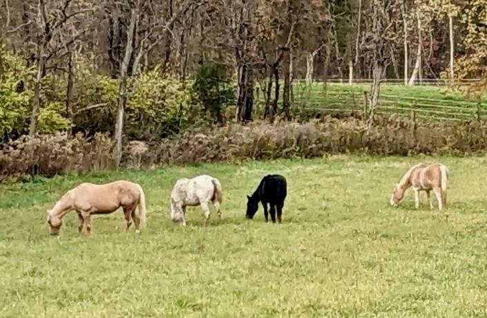 Iris, the Appaloosa mare second from the left, was the subject of an animal cruelty case in Washington County. In this picture submitted last November, Iris was 