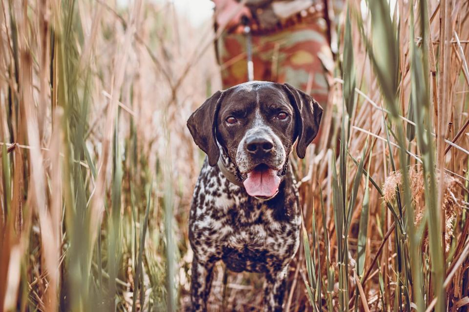 german shorthaired pointer hiking through grass