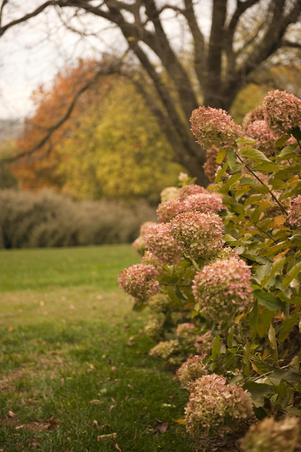 9. Do any hydrangeas have pretty autumn foliage?