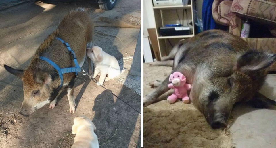 Grunt the pig on a leash and at home in Wangaratta.