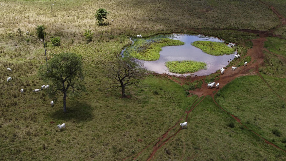 Oxen graze on a farm in a rural area of Sidrolandia, Mato Grosso do Sul state, Brazil, Saturday, Oct. 22, 2022. President Jair Bolsonaro trusts his support among agribusiness leaders to help him win reelection later this month, while frontrunner Brazil's Former President Luiz Inacio Lula da Silva tries to make inroads with rural voters with a boost from defeated presidential candidate Sen. Simone Tebet, who is from the state of Mato Grosso do Sul. (AP Photo/Eraldo Peres)