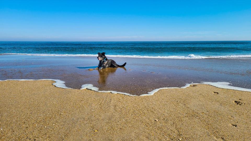 Best dog friendly beaches