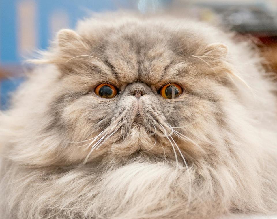 closeup of a fluffy gray cat's face with a flat smooshed face