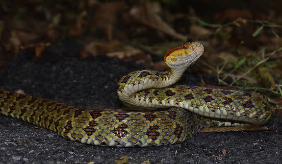 This bejeweled Himalayan pit viper is very beautiful and also very venemous to humans.