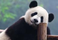 <b>Regala un peluche e una specie a rischio</b><br><br>Chi regala un cucciolo stupisce, figuriamoci chi dona un’intera specie. Tigri, panda, lupi, delfini: sono migliaia le specie animali che rischiano l’estinzione. E se per ovvi motivi, non potete recapitare un panda alla vostra fidanzata, potete pur sempre intestarle l’<a href="http://www.wwf.it/adozioni/adozioni.aspx" rel="nofollow noopener" target="_blank" data-ylk="slk:adozione;elm:context_link;itc:0;sec:content-canvas" class="link ">adozione</a>. <br>O permettere di scegliere quale progetto sostenere e in quale continente, scegliendo un <b>trio di animali da proteggere</b> tra i felini a rischio, le specie asiatiche, quelle polari o africane, o anche quelle che dalle Alpi alla Sicilia rischiano di sparire. La forma delle adozioni, come nel caso dei progetti del Wwf, è molteplice: scegliete la modalità che fa per voi.