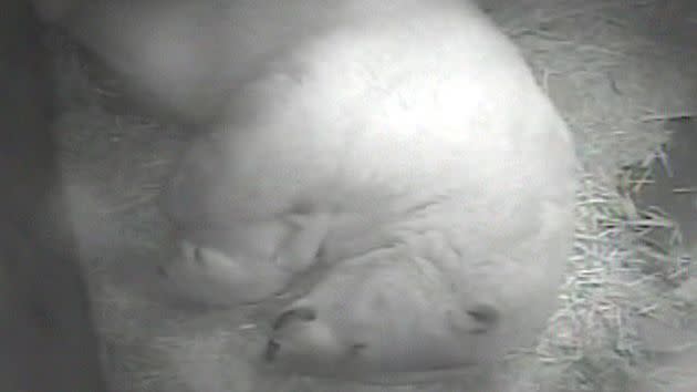 A second polar bear cub died shortly after birth.