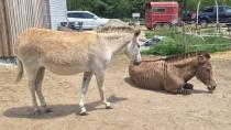 2 zonkeys, 1 horse diagnosed with botulism at Equine rescue