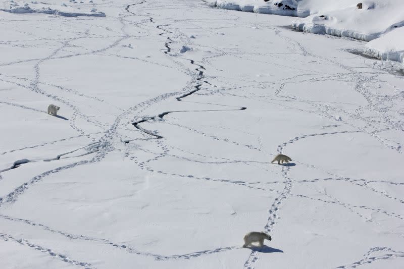 Isolated Greenland polar bear population adapts to climate change