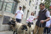 Demonstrators walk a flock of sheep outside British Government's Department of International Trade as part of a protest against Brexit, in central London, Thursday, Aug. 15, 2019. Protestors are walking sheep past government buildings as part of 'Farmers for a People's Vote' to highlight the risk Brexit presents to livestock. (AP Photo/Vudi Xhymshiti)