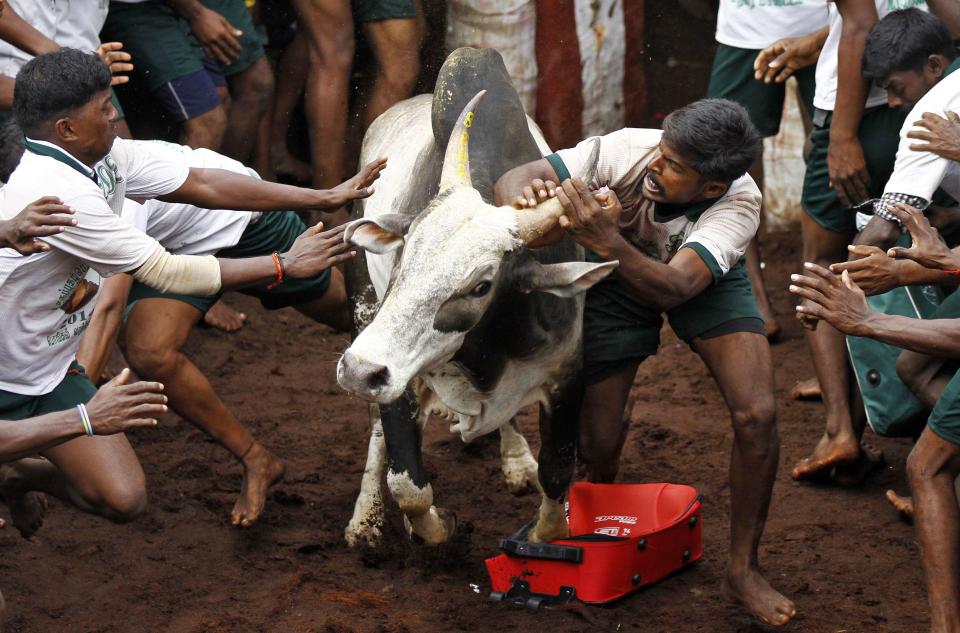 Villagers try to control a bull during a bull-taming festival on the outskirts of Madurai town, about 500 km (310 miles) from the southern Indian city of Chennai January 16, 2014. The annual festival is part of south India's harvest festival of Pongal. REUTERS/Babu (INDIA - Tags: SOCIETY ANNIVERSARY ANIMALS)