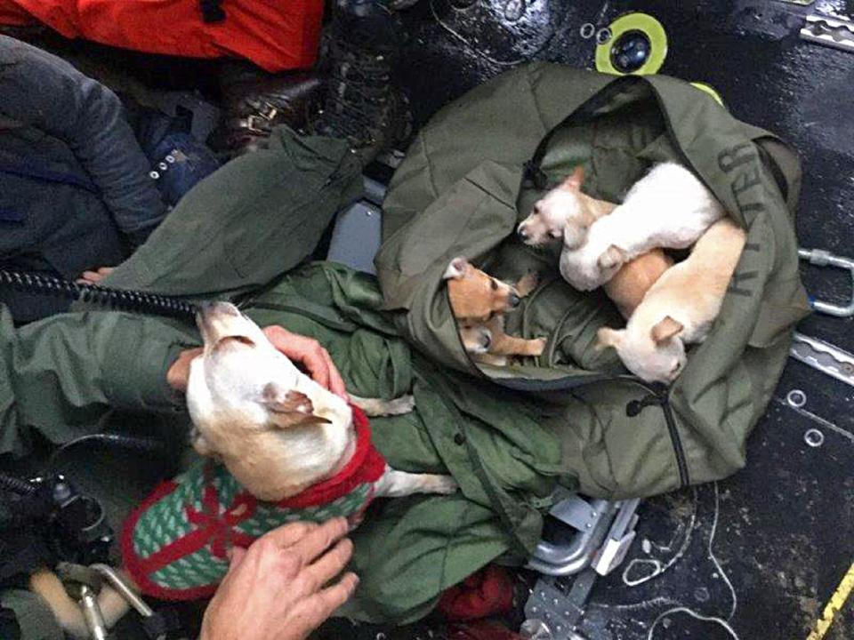 Los Angeles County Sheriff's Deputy Brice Stella shows the bag of puppies he and other county helicopter crew members rescued from an island in the rain-swollen San Gabriel River in El Monte, Calif., Friday, Dec. 16, 2016. Flying in stormy conditions, the crew rescued two women, six puppies and four grown dogs from the small island. Stella, a tactical medic, brought each woman up by hoist and then returned for the dogs. (Los Angeles County Sheriff's Department via AP)