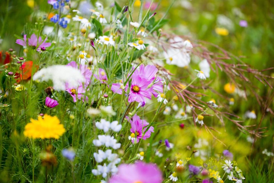 <p>For truly low-maintenance seed sowing, go for wildflowers. You simply throw them onto bare soil, press them down lightly, water them, and leave them to do their thing.</p><p>A mixed packet of wildflower seeds will create a lovely natural meadow effect. Choose a sunny spot, and remove any weeds before you start. You can plant wildflower seeds in spring, but autumn is the best time to plant them because it gives them time to get established over winter and should create a more impressive display the following summer.</p><p>Wildflowers are a rich source of food and shelter for pollinating insects, wild birds and small mammals.</p><p><a class="link " href="https://www.primrose.co.uk/wildflower-mixture-seeds-by-mr-fothergills" rel="nofollow noopener" target="_blank" data-ylk="slk:BUY NOW VIA PRIMROSE;elm:context_link;itc:0;sec:content-canvas">BUY NOW VIA PRIMROSE</a></p>