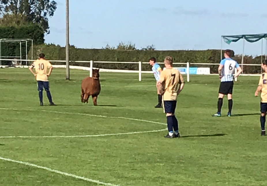 The Alpaca charged onto the pitch during a match on Sunday. (Twitter/Evan Seaman)