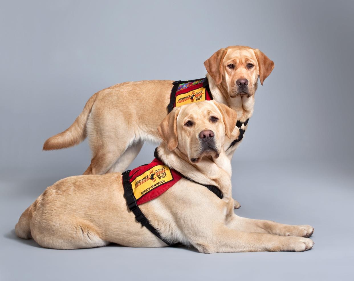 Service dogs trained by Assistance Dogs of the West undergo between 1,500 and 2,000 hours of instruction.