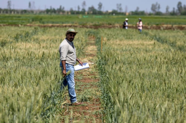 Un chercheur du Centre international de recherche agricole dans les zones arides (Icarda) marche dans un champ cultivé dans la région de Marchouch, dans le nord-ouest du Maroc, le 18 avril 2024 (FADEL SENNA)