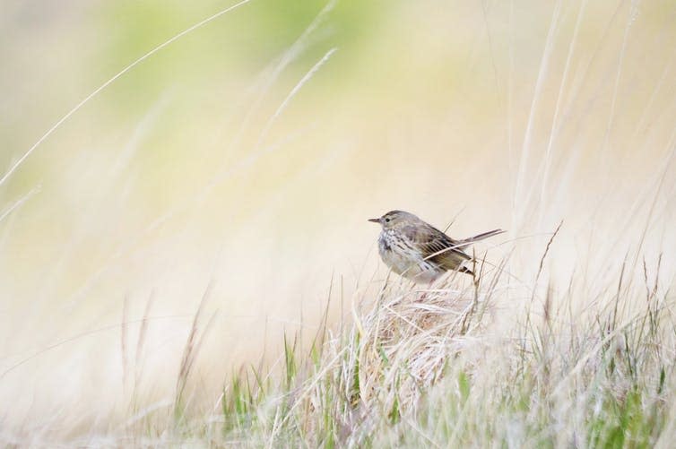 <span class="caption">Meadow pipit at Glen Finglas.</span> <span class="attribution"><span class="source">© Matthieu Paquet</span>, <span class="license">Author provided</span></span>
