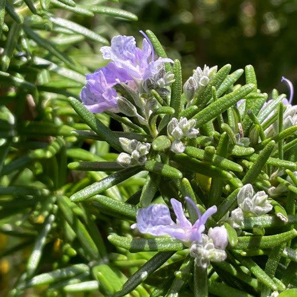 Rosemary