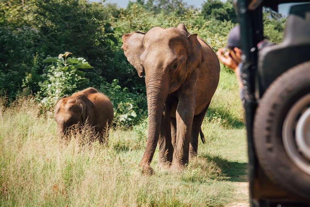  Sri Lanka’s Udawalawe national park is less visited than more crowded Yala (Getty Images/iStockphoto)