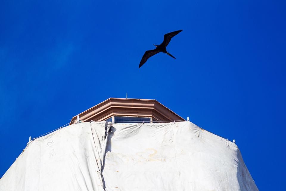 A frigate bird soars over the Sanibel Lighthouse on Sanibel Island on Wednesday, Feb. 28, 2024. The famous lighthouse was heavily damaged in Hurricane Ian and is undergoing renovations.
