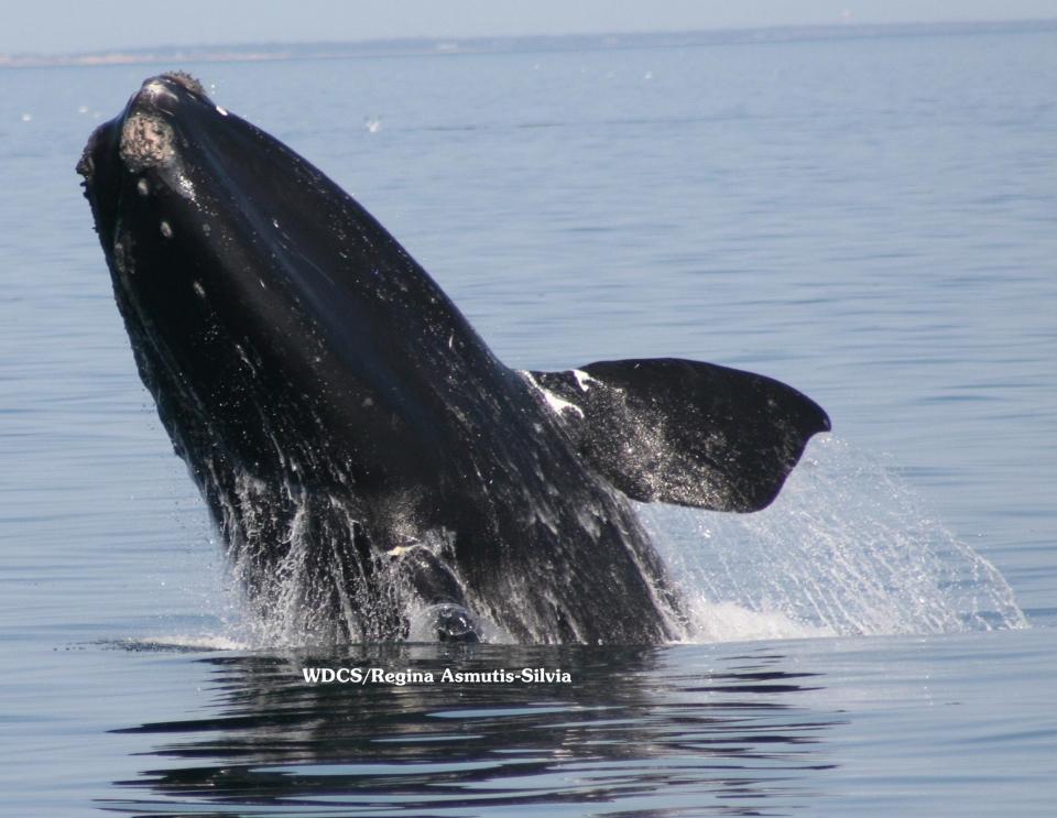 It is illegal for boaters, kayakers, paddle-boarders, swimmers and light aircraft and drone pilots to approach a North Atlantic right whale within 500 yards without a federal research permit.