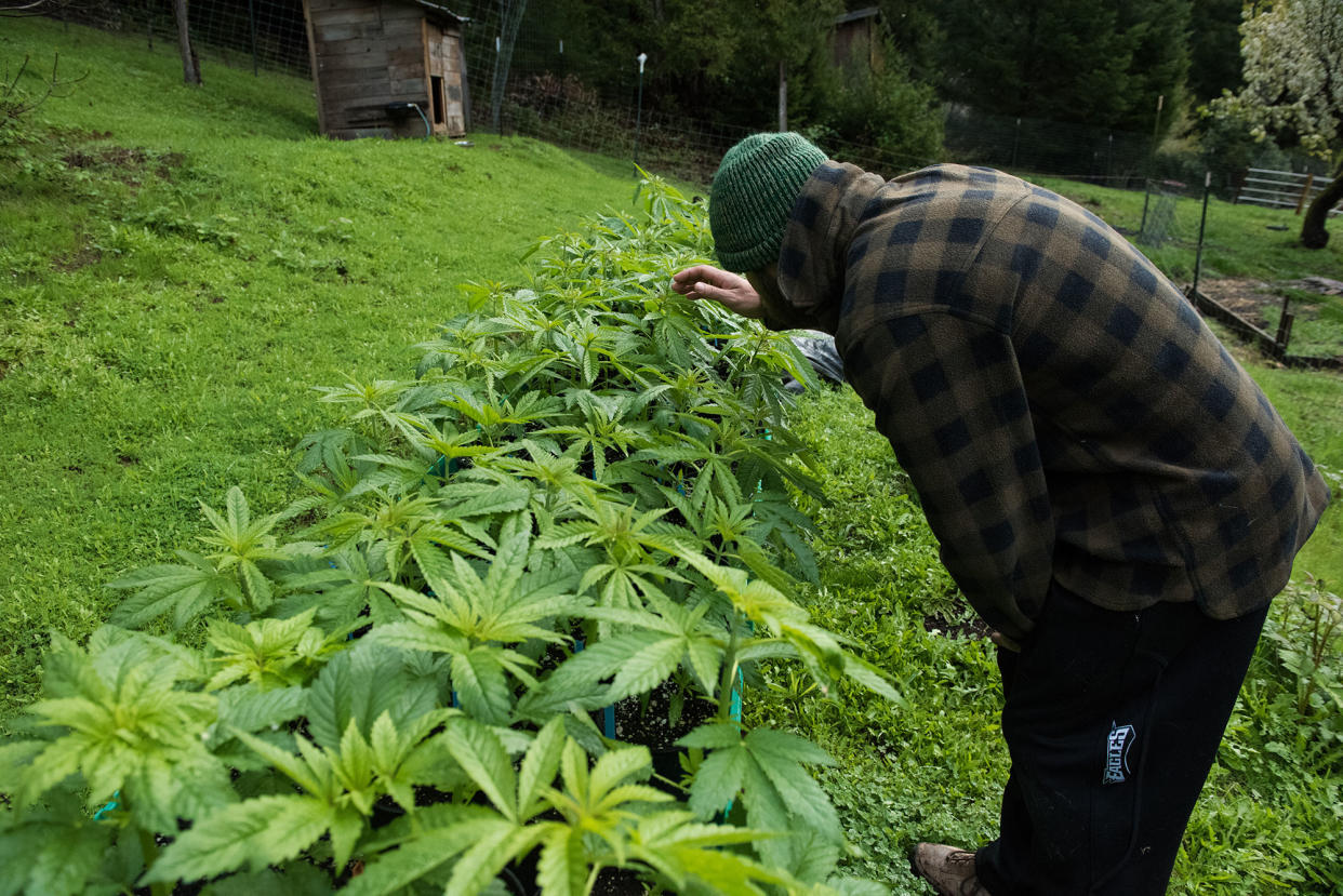 Brad bends down to inspect one of his medical marijuana plants on the farm. They’ll be planted in the ground in April and harvested the following fall. (Photo: Deleigh Hermes for Yahoo News)