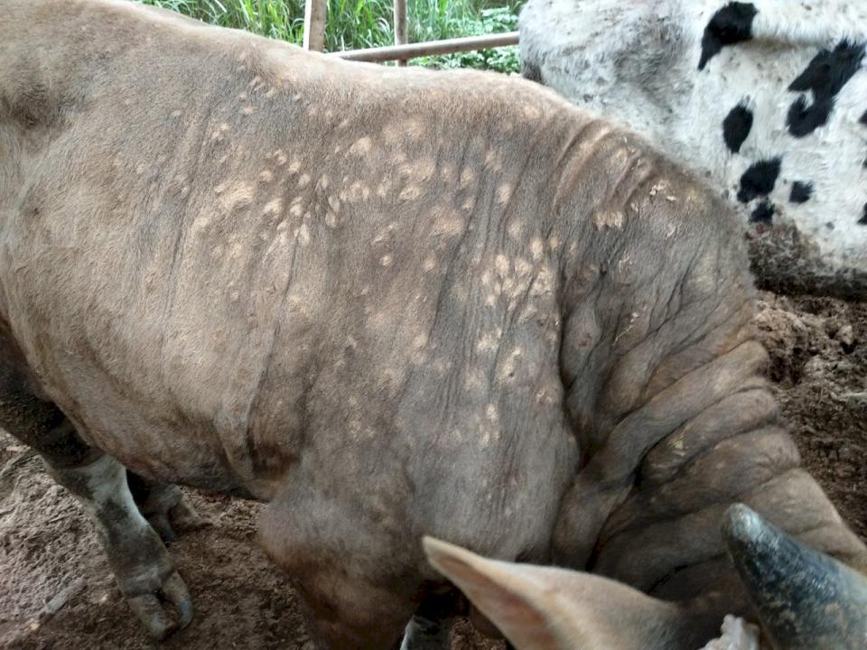 林口區牛結節疹發病牛隻。(圖／新北市政府農業局提供）