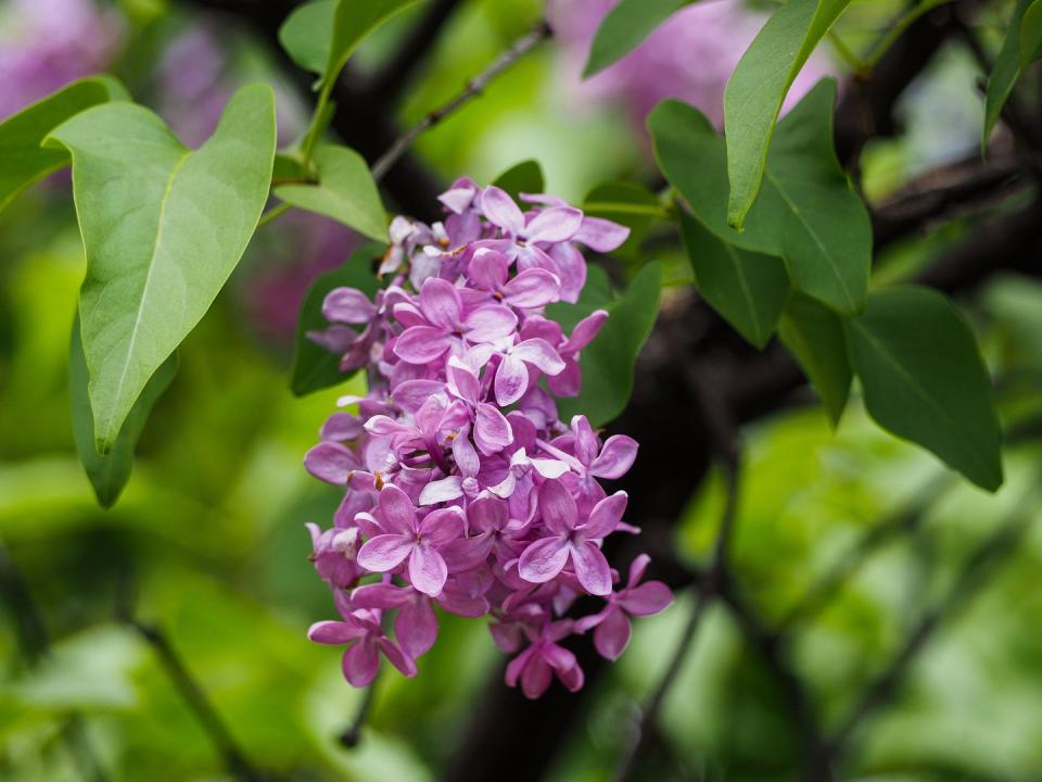 Lilacs