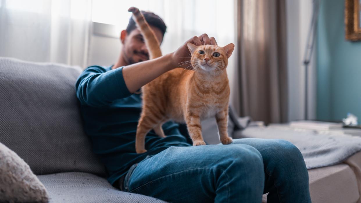  Young man sitting on a gray sofa caresses the head of a ginger tabby cat. 