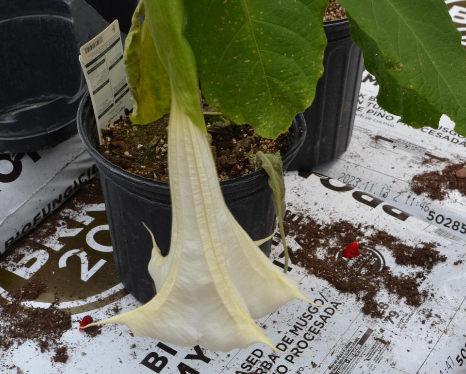 All parts of the angel's trumpet plant are very toxic for both people and pets. It's recommended you wear long-sleeves, gloves and even goggles when handling this plant.