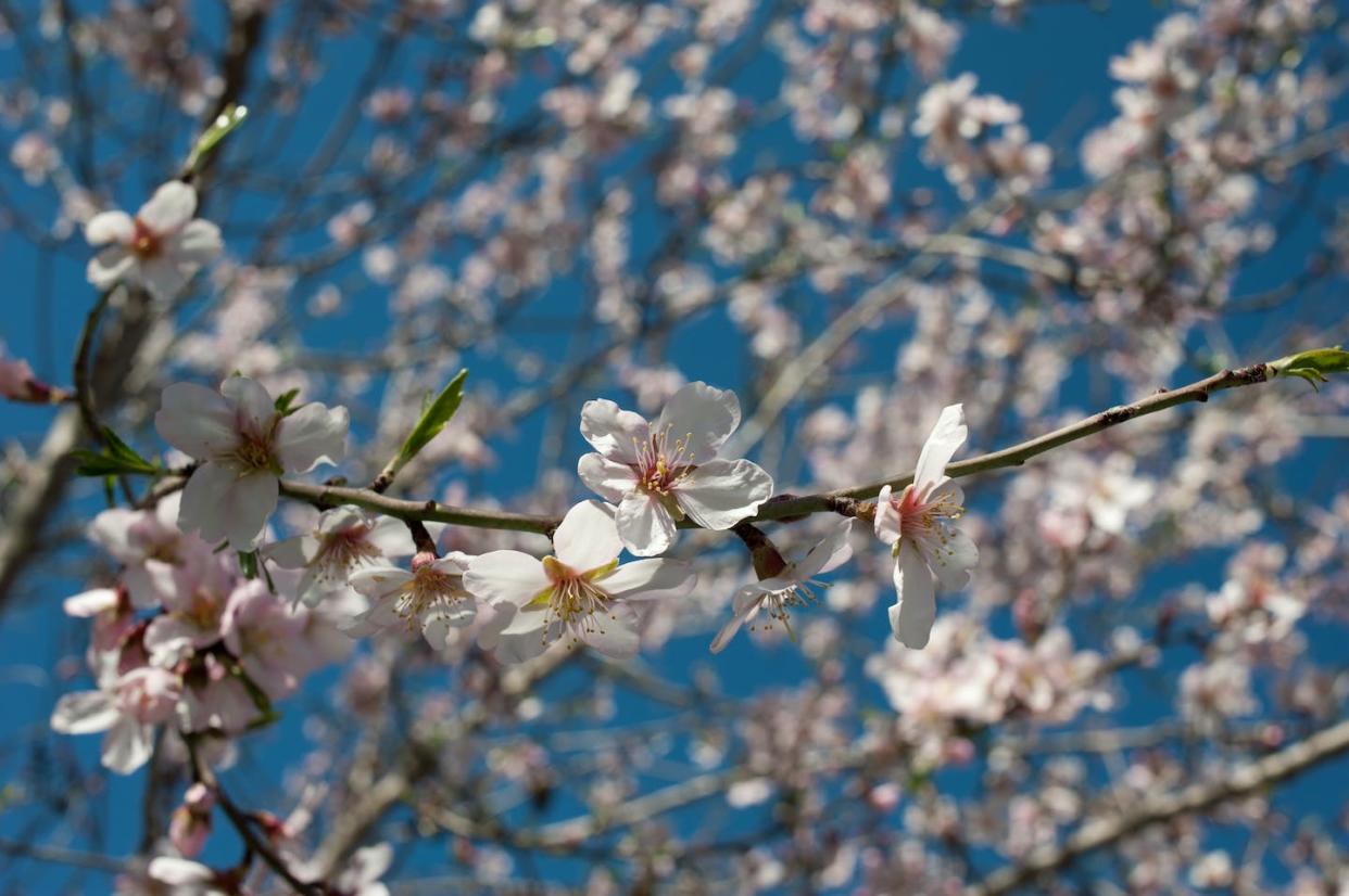 <a href="https://www.shutterstock.com/es/image-photo/almond-tree-flowering-late-winter-announcing-71752261" rel="nofollow noopener" target="_blank" data-ylk="slk:Olaf Speier / Shutterstock;elm:context_link;itc:0;sec:content-canvas" class="link ">Olaf Speier / Shutterstock</a>