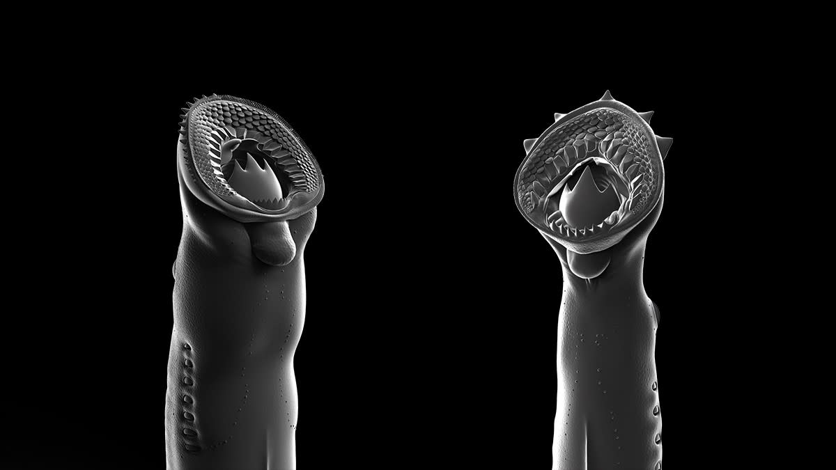 A reconstruction of the biting structures of two newfound lamprey species.