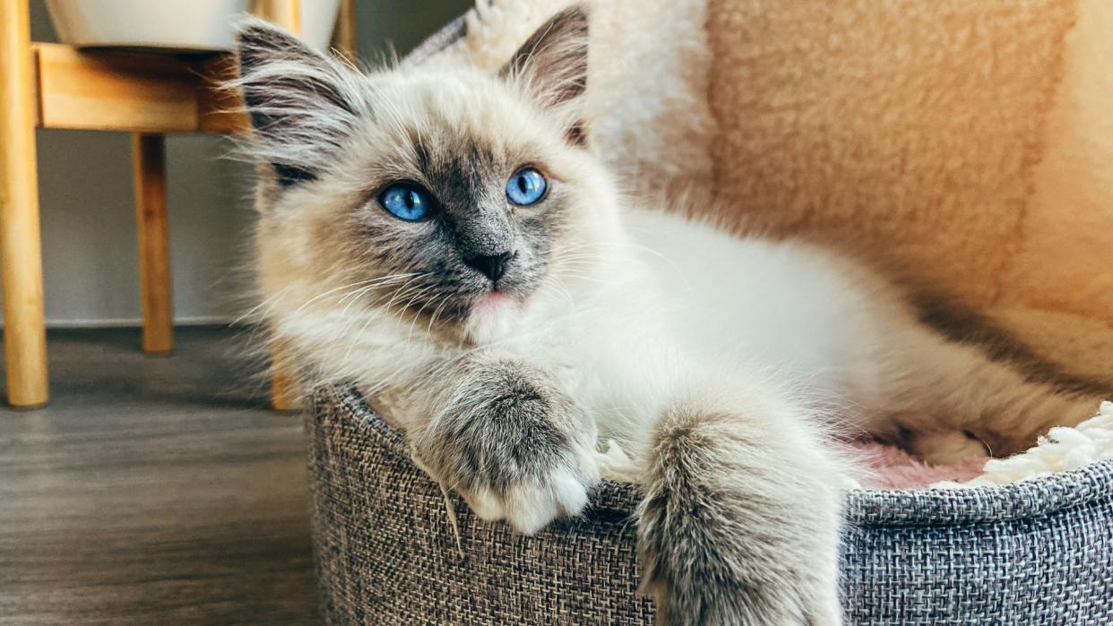 A ragdoll kitten in a cat bed