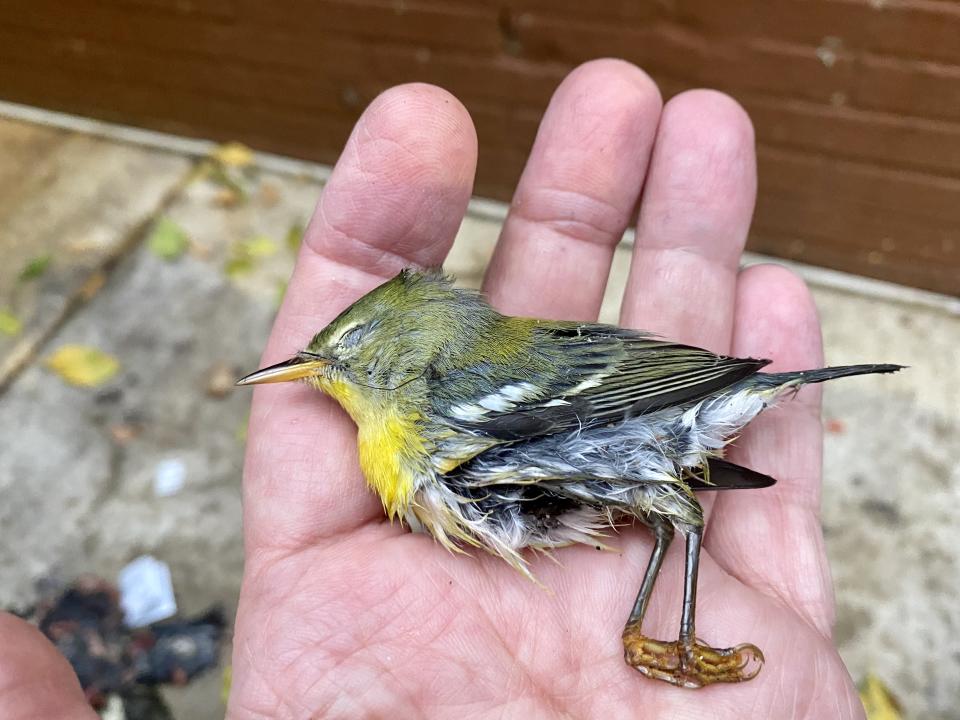 A dead songbird in a man's hand.