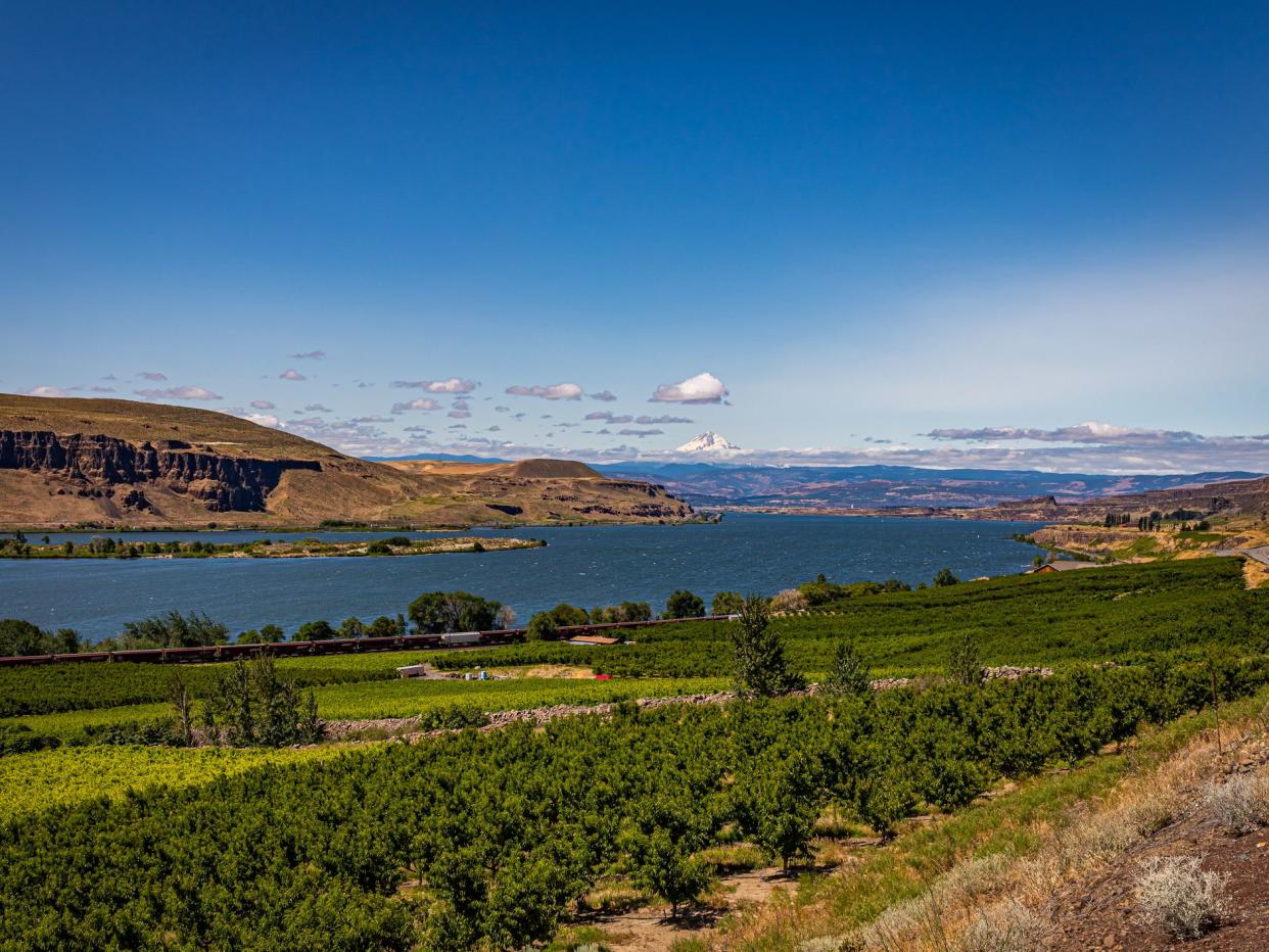 The Columbia River as it passes a Washington apple orchard at the beginning of the gorge with Mount Hood looming in the background.