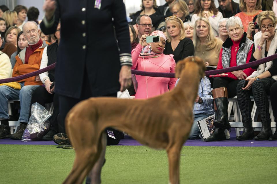 FILE - Retired Philadelphia police officer Aliya Taylor (in pink) observes the Azawakh breed compete at the Westminster Kennel Club Dog Show in New York, in this Sunday, Feb. 9, 2020, file photo. Seeing an Azawakh at the Garden was unusual. Loosely called an African greyhound, they made their debut at Westminster debut last year. Seeing the woman cheering them on was even more eye-catching. Dressed in hot pink and wearing a colorful hijab, Aliya Taylor realized she stood out. (AP Photo/Wong Maye-E, File)