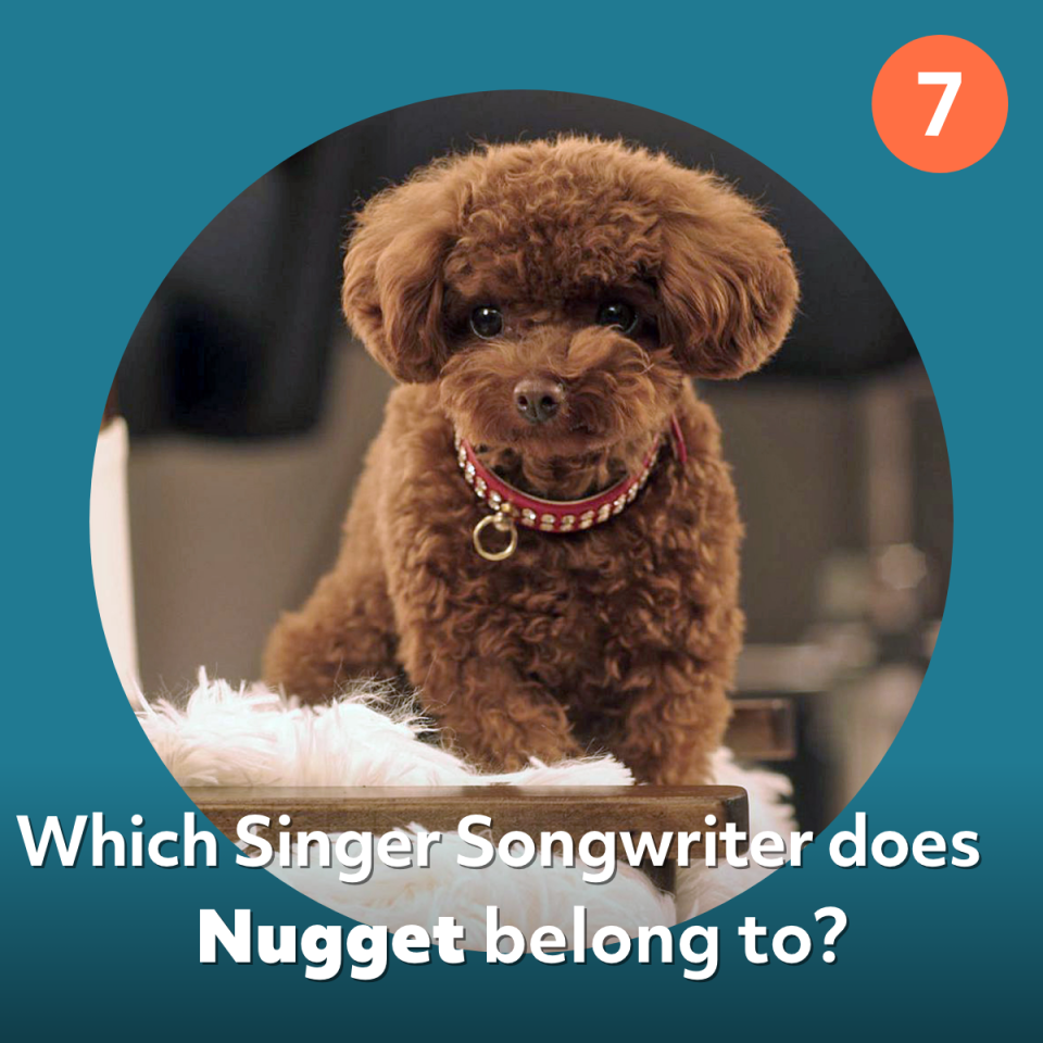 nugget dog quiz