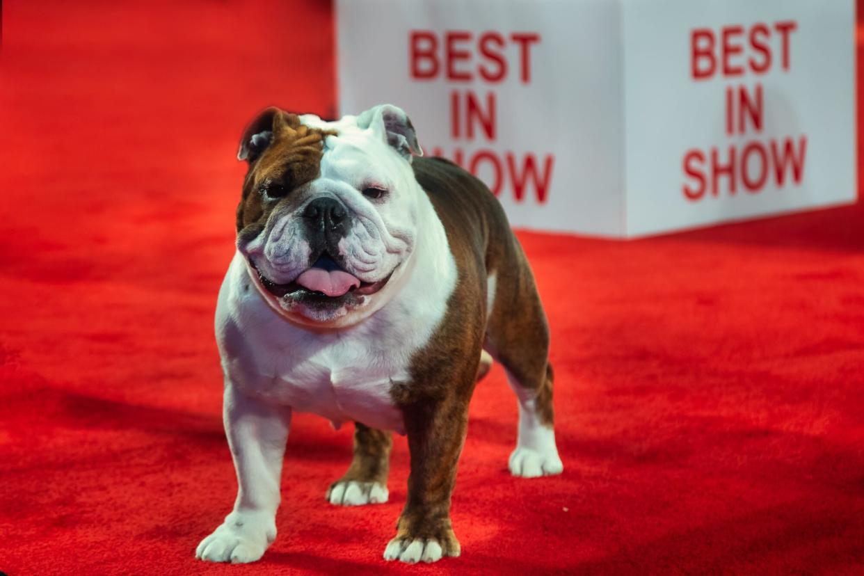 English bulldog stands on red carpet in front of Best in Show sign