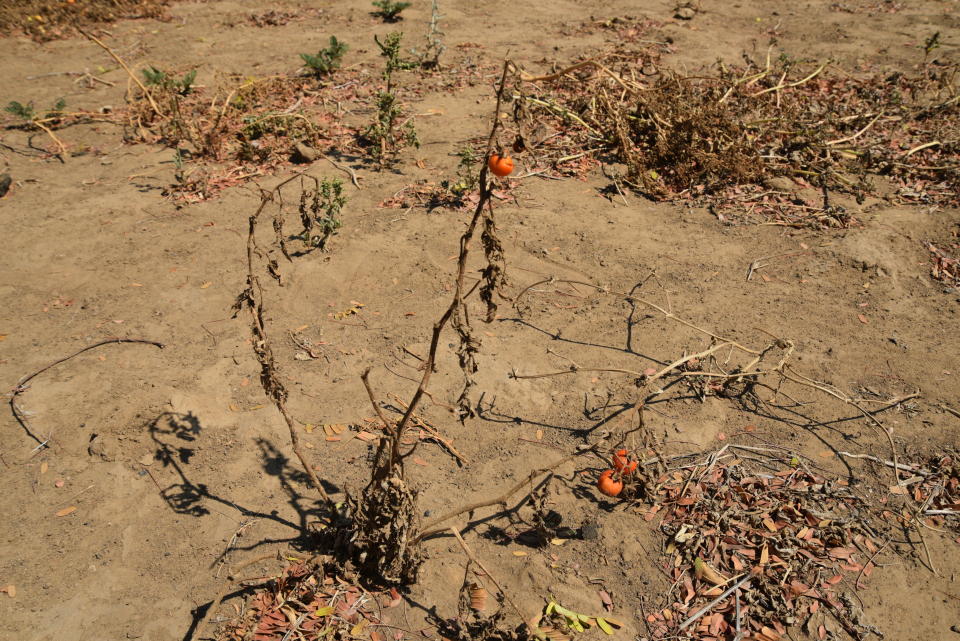 A tomato plant burned by the sun.