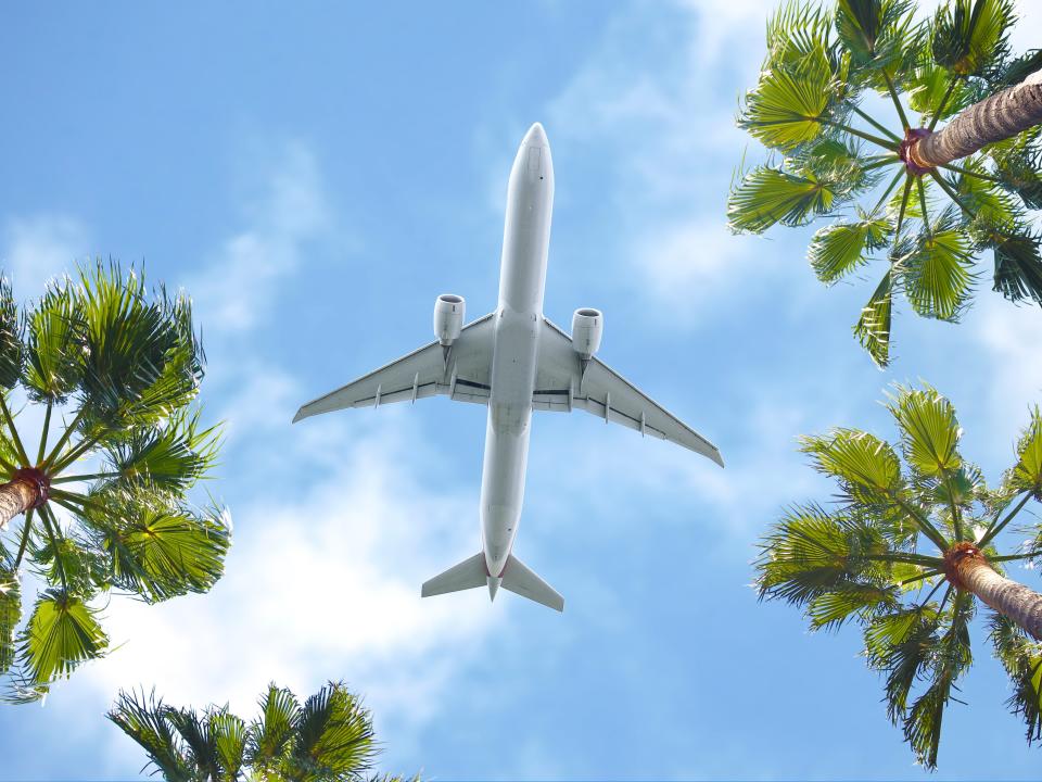 Airplane flying through palm trees