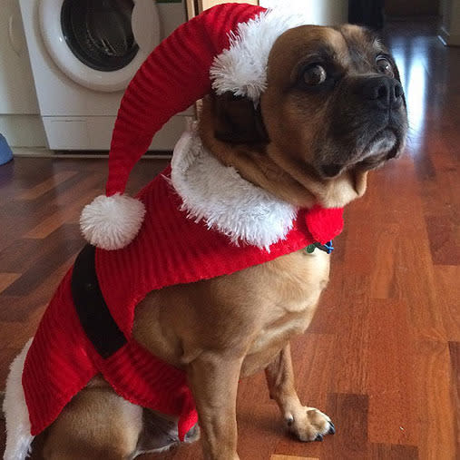 15 furry friends who do not share your Christmas spirit