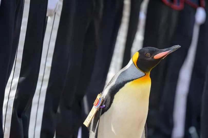 King penguin, Sir Nils Olav inspects a Guard of Honour during a ceremony with the King's Guard Band and Drill Team of Norway at Edinburgh Zoo