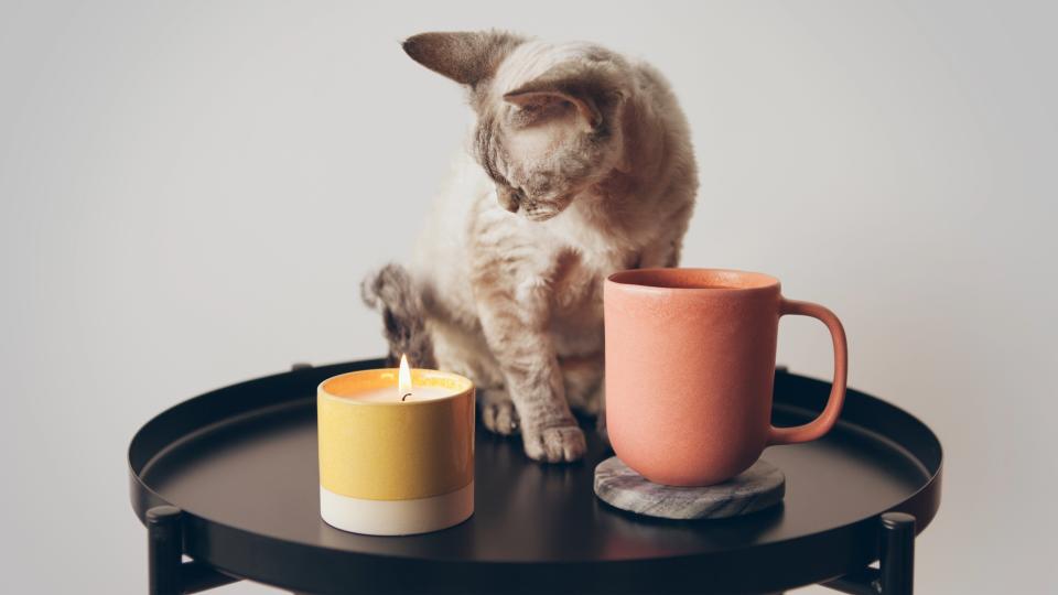 Kitten looking at candle