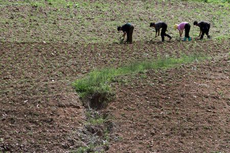 North Korean farm in the field, along the Yalu River, in Sakchu county, North Phyongan Province, North Korea, June 20, 2015. REUTERS/Jacky Chen