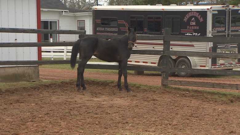 How a horse from P.E.I. found a new home with a boy with autism