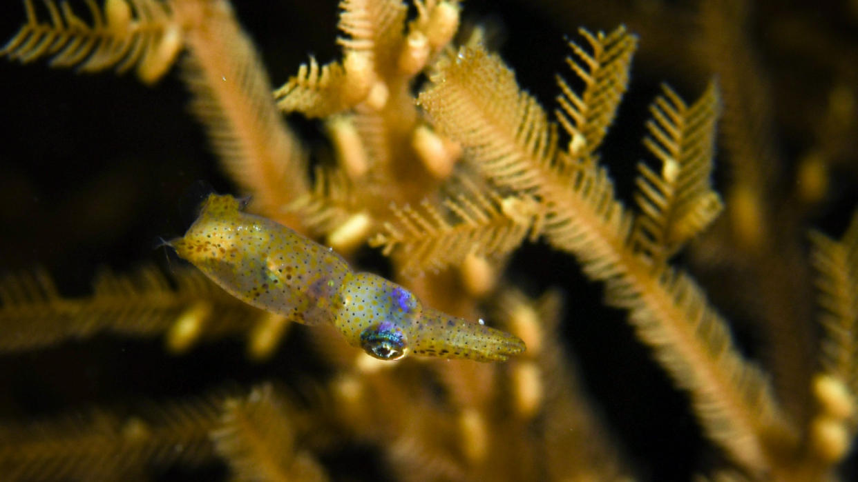  A small squid swims beside a marine plant. 