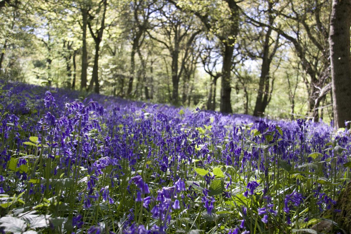 Kinclaven Bluebell Wood was named one of the 'most beautiful' places in Europe to see spring flowers bloom <i>(Image: Getty)</i>